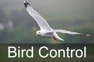 Bird Control Services