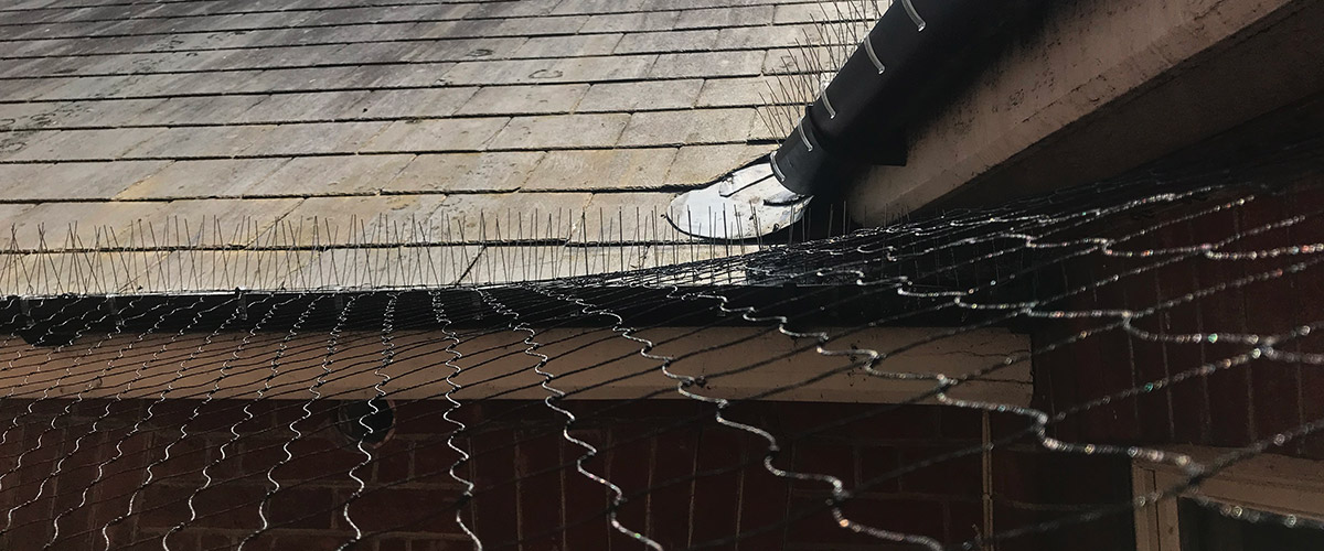 Bird Proofing